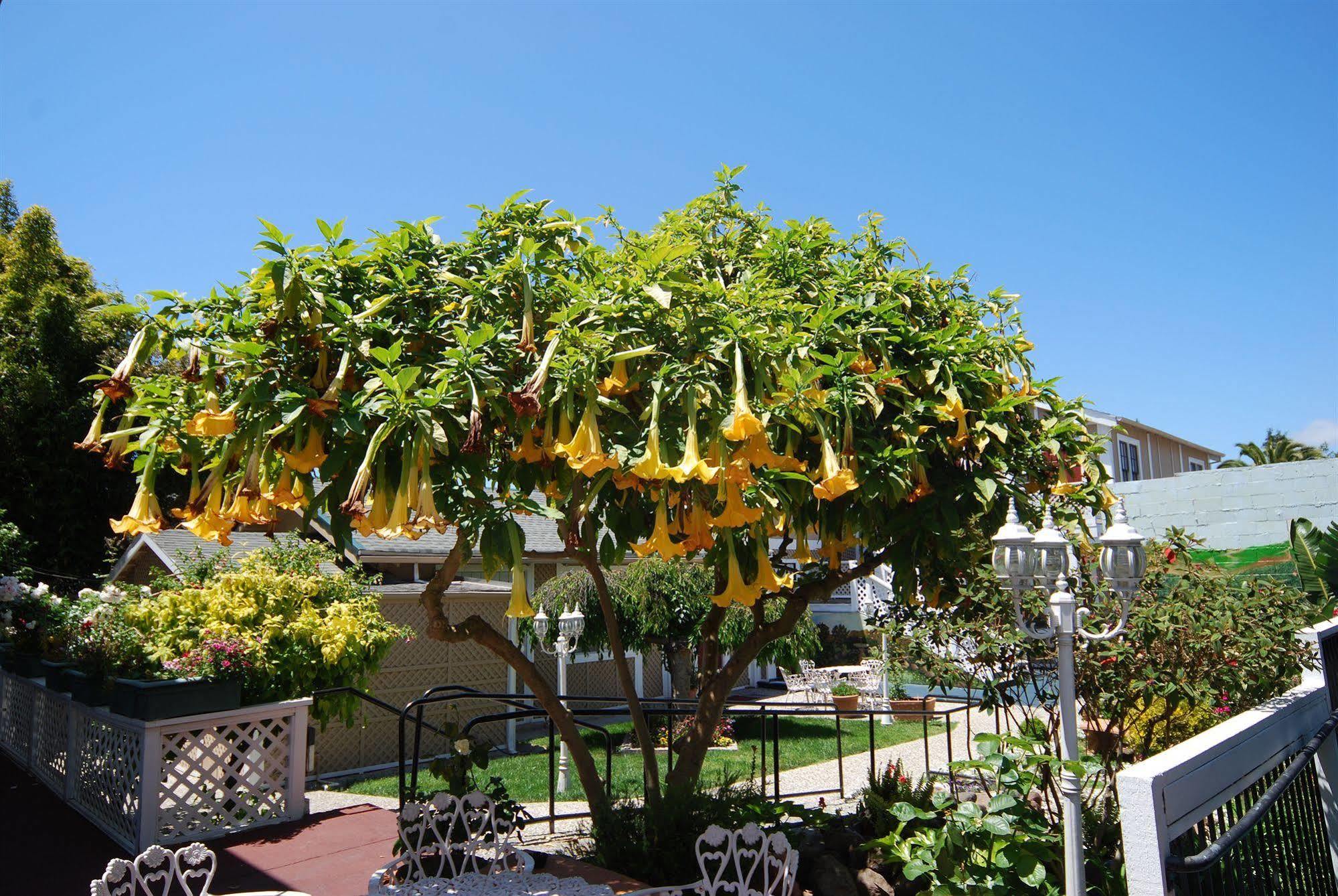 Rose Garden Inn Berkeley Luaran gambar